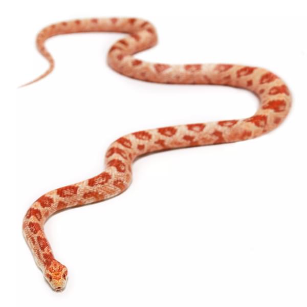 Peppermint, male amelanistic corn snake.
